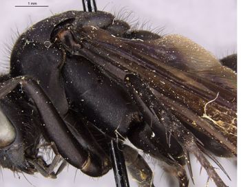 Media type: image;   Entomology 13667 Aspect: thorax lateral